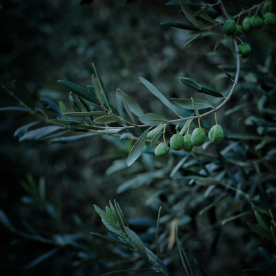 Cretan Extra Virgin Olive Oil 500ml